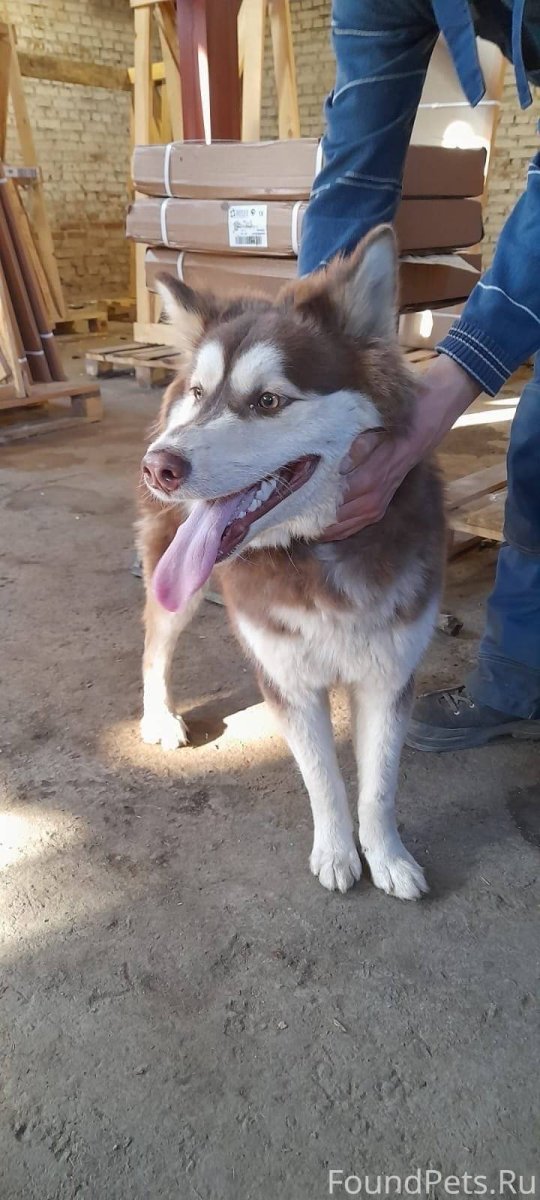 Аляска маламут собака