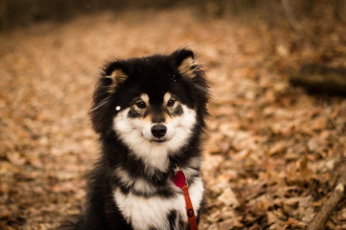 Хаски длинник