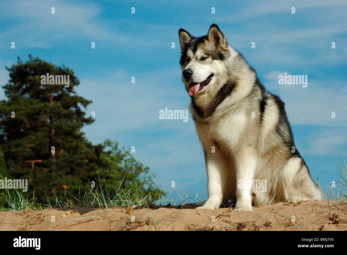 Собака Аляскинский маламут