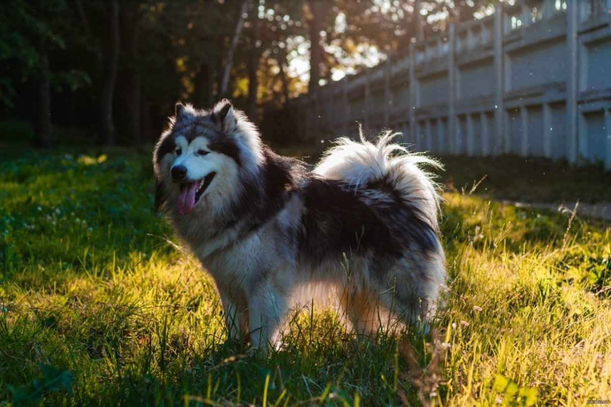 Хаски длинношерстные