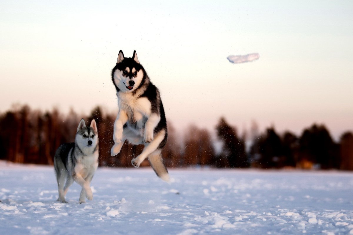 Бешеная хаски