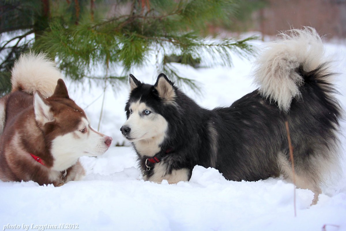 Маламут и хаски