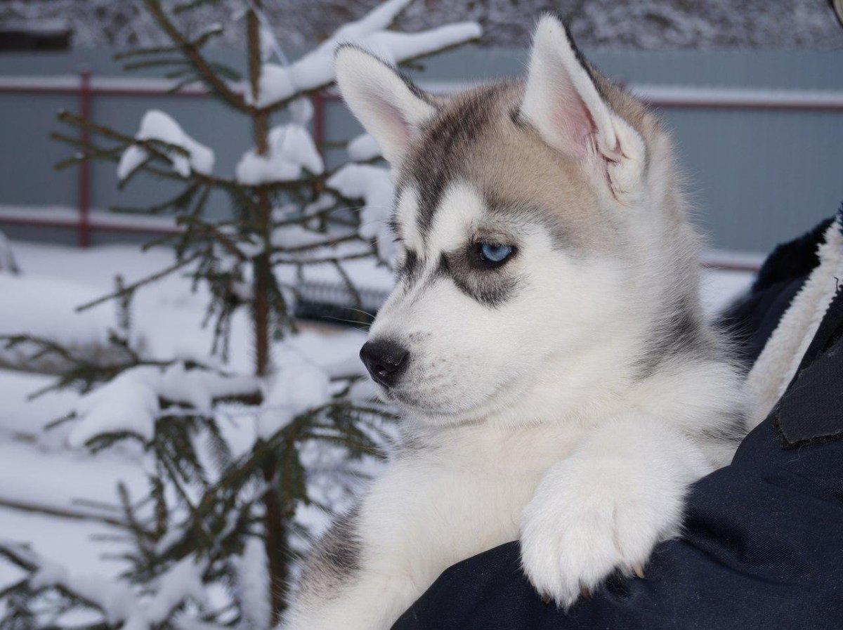 Хаски обнимашки