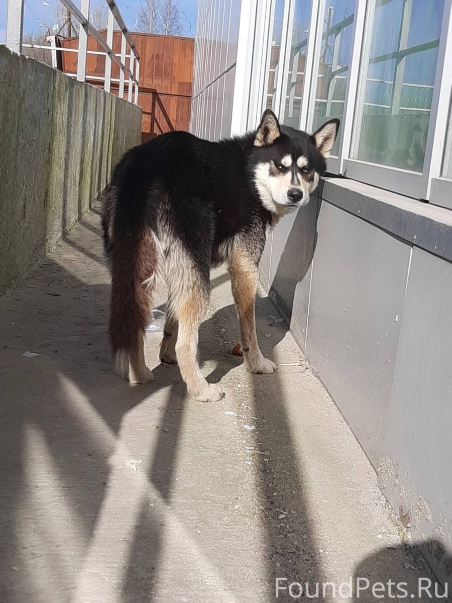 Хаски на аву