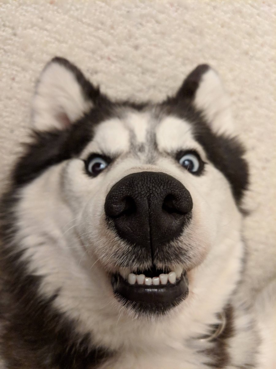 Сибирский хаски лапы