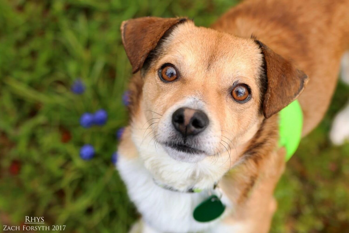 Джек Рассел Бигль корги