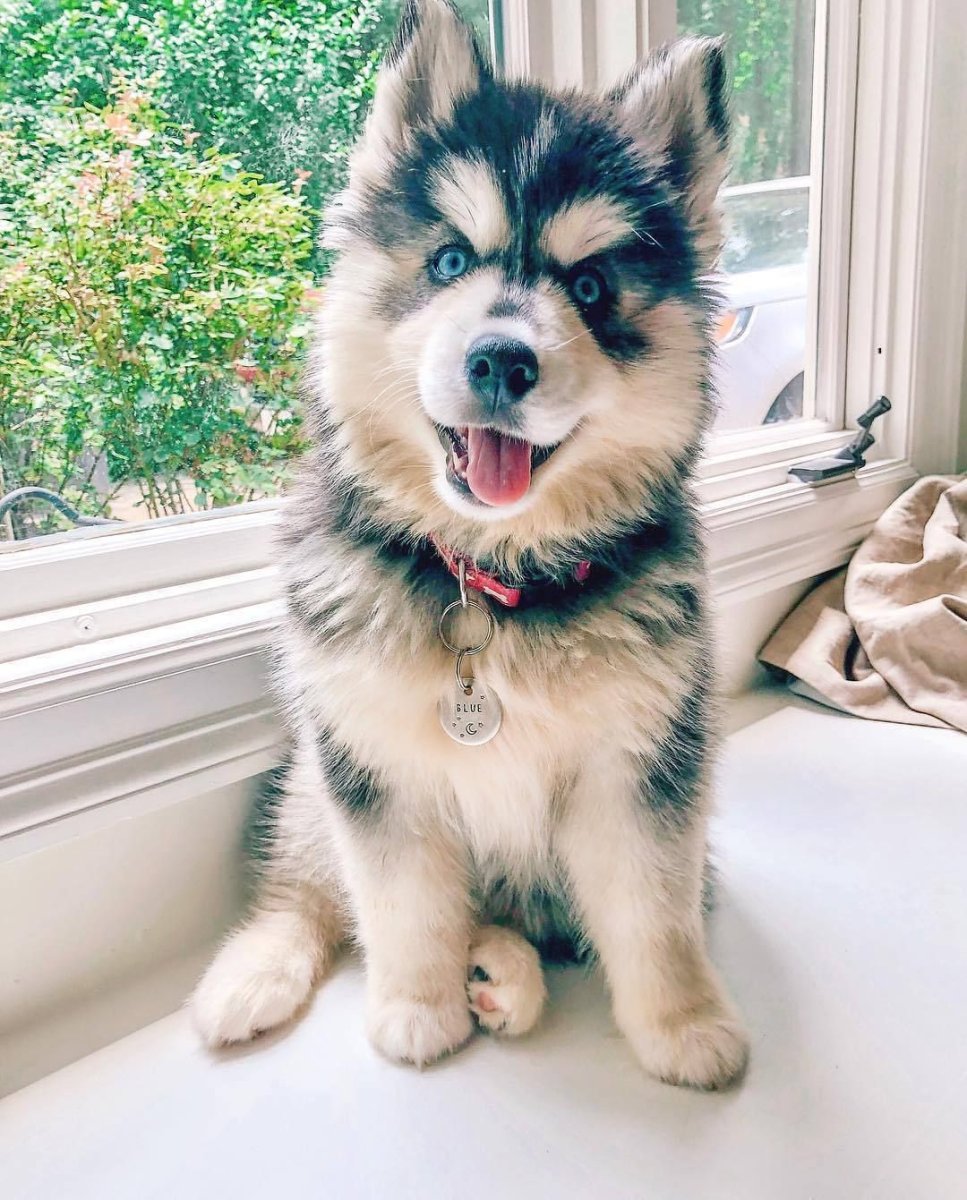 Сибирский хаски Эстетика