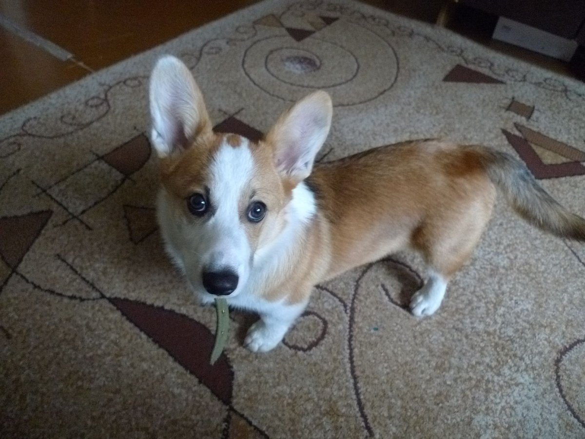 Корги и Джек Рассел