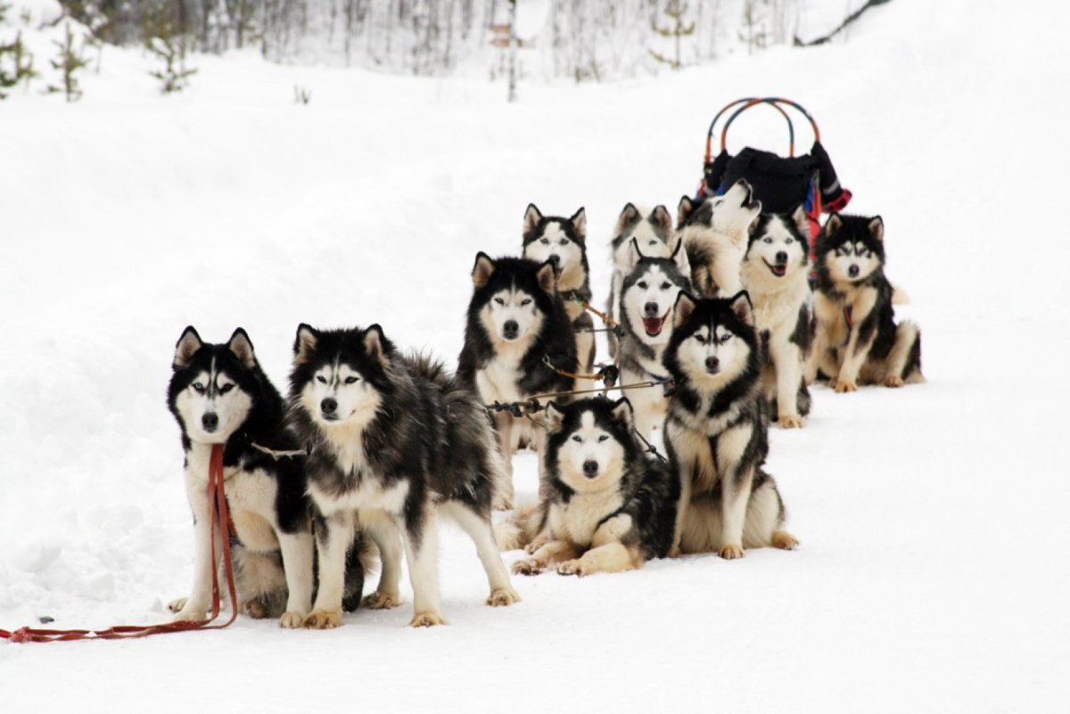 Хаски гетерохромия