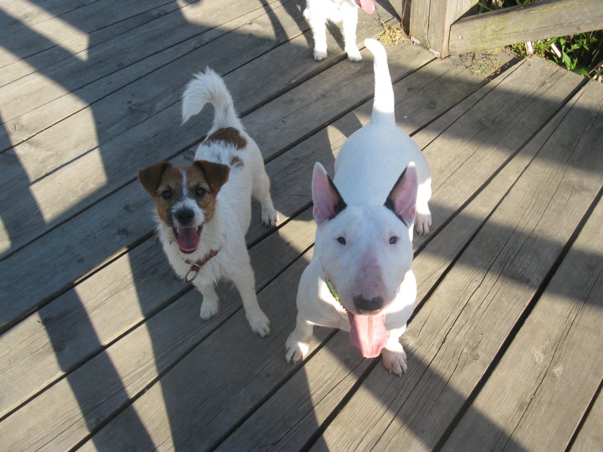 Джек Рассел спаниель