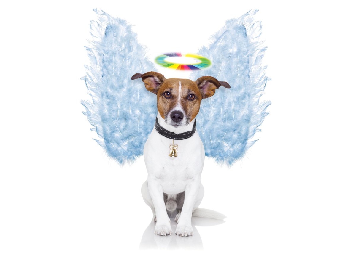 Корги и Джек Рассел терьер