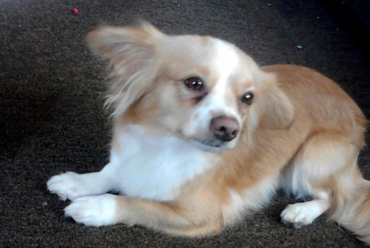 Джек Рассел купается