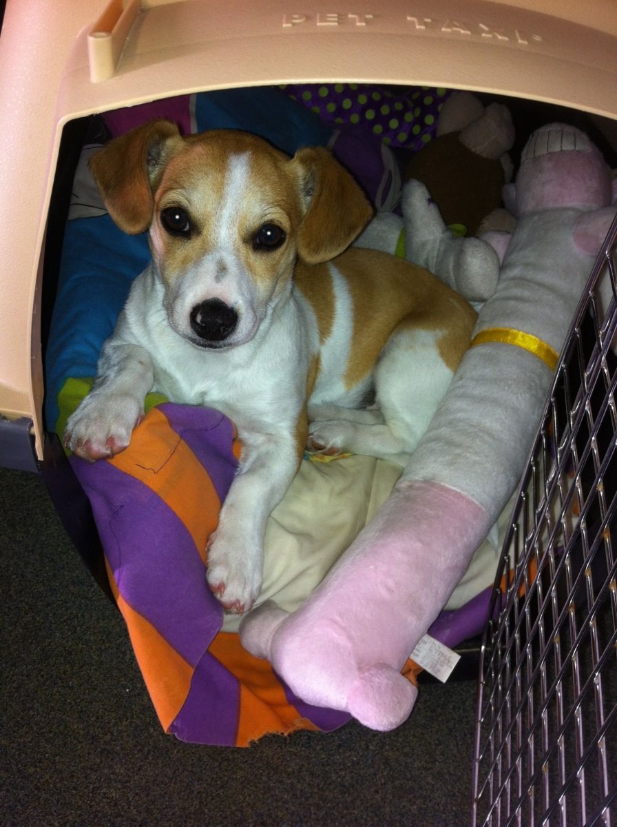 Щенки корги и Джек Рассела