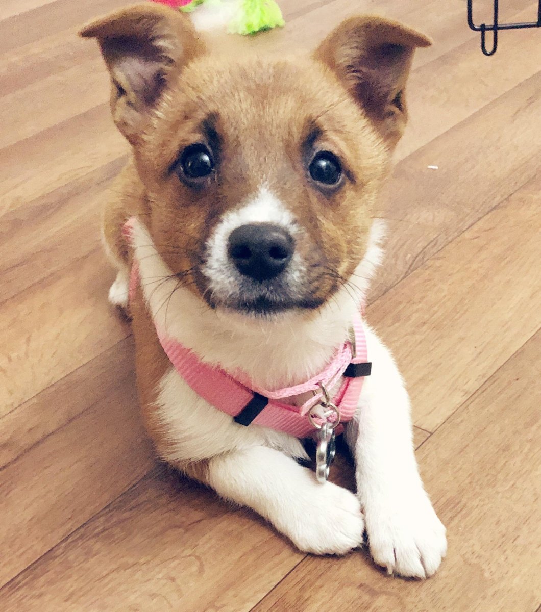 Джек-Рассел-терьер коротколапый