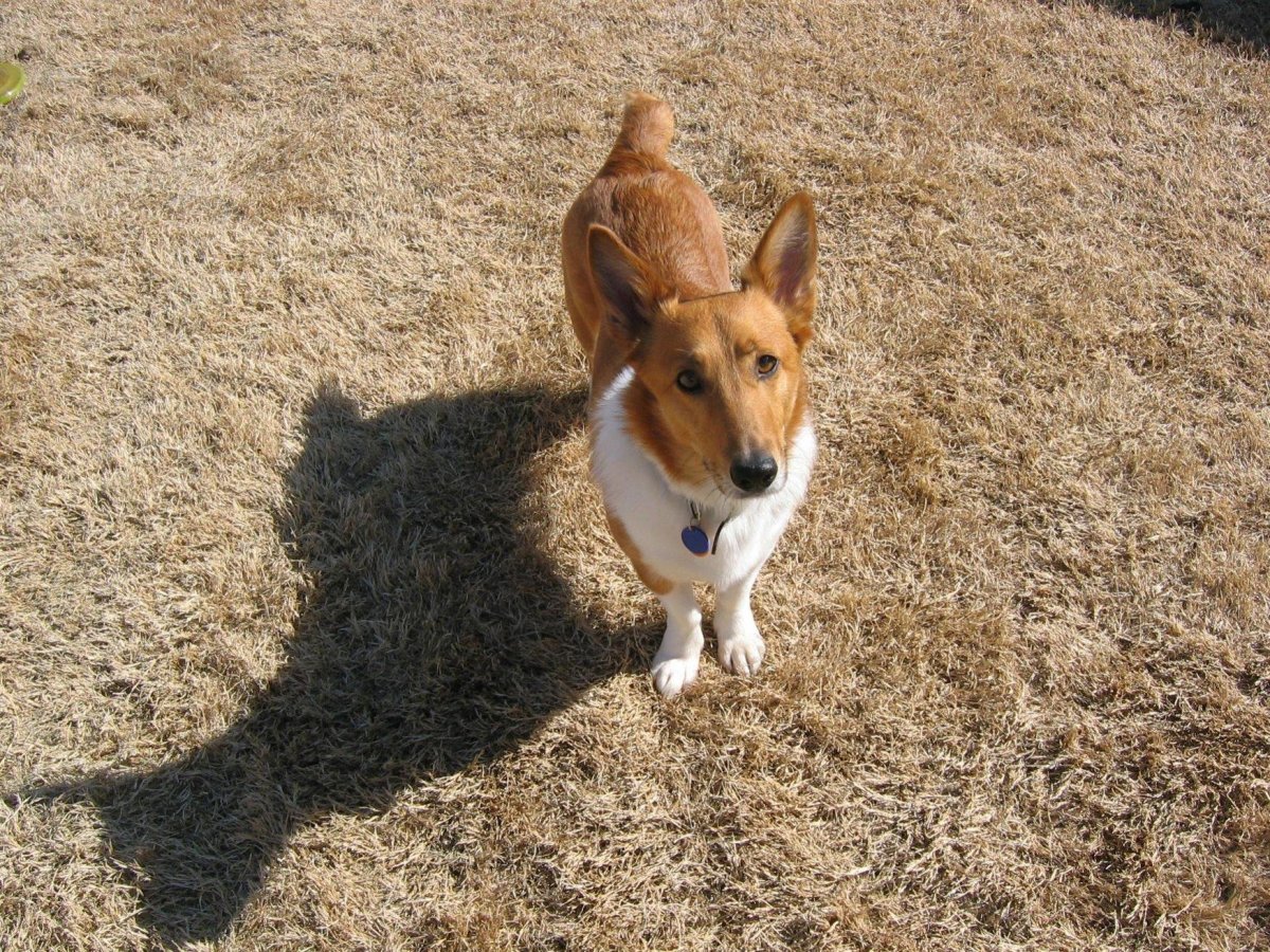 Джек Рассел Бигль корги