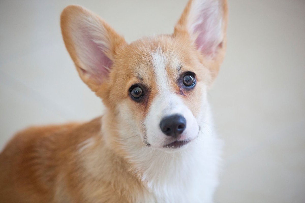 Уэльский корги пемброк