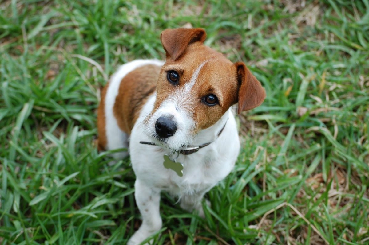 Метис минибуль и Джек Рассел