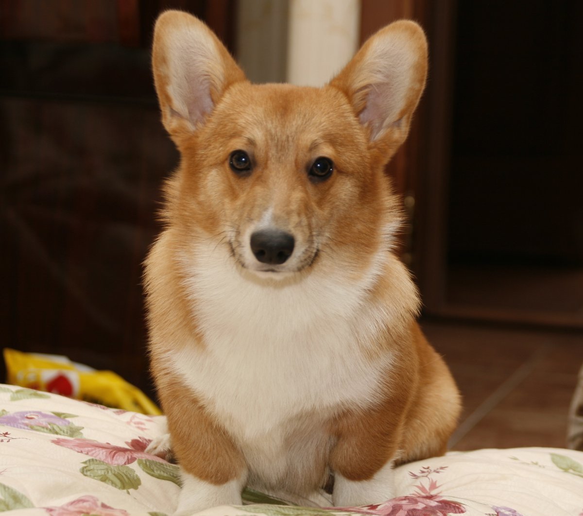 Маленькие собачки с торчащими ушами