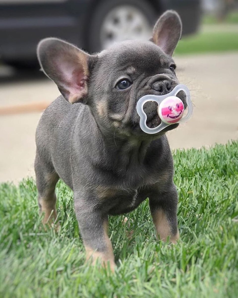 Корги анфас