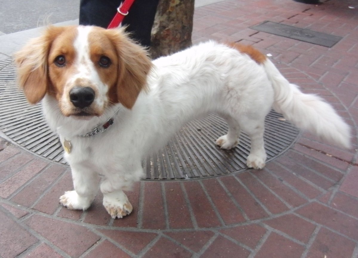 Много щенков