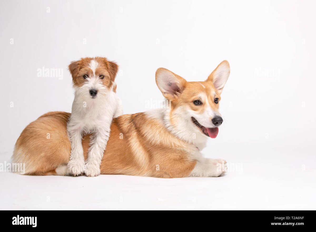 Корги и Йоркширский терьер