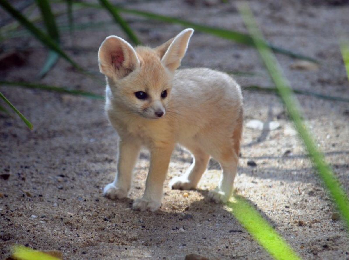Маленькая ушастая собачка порода