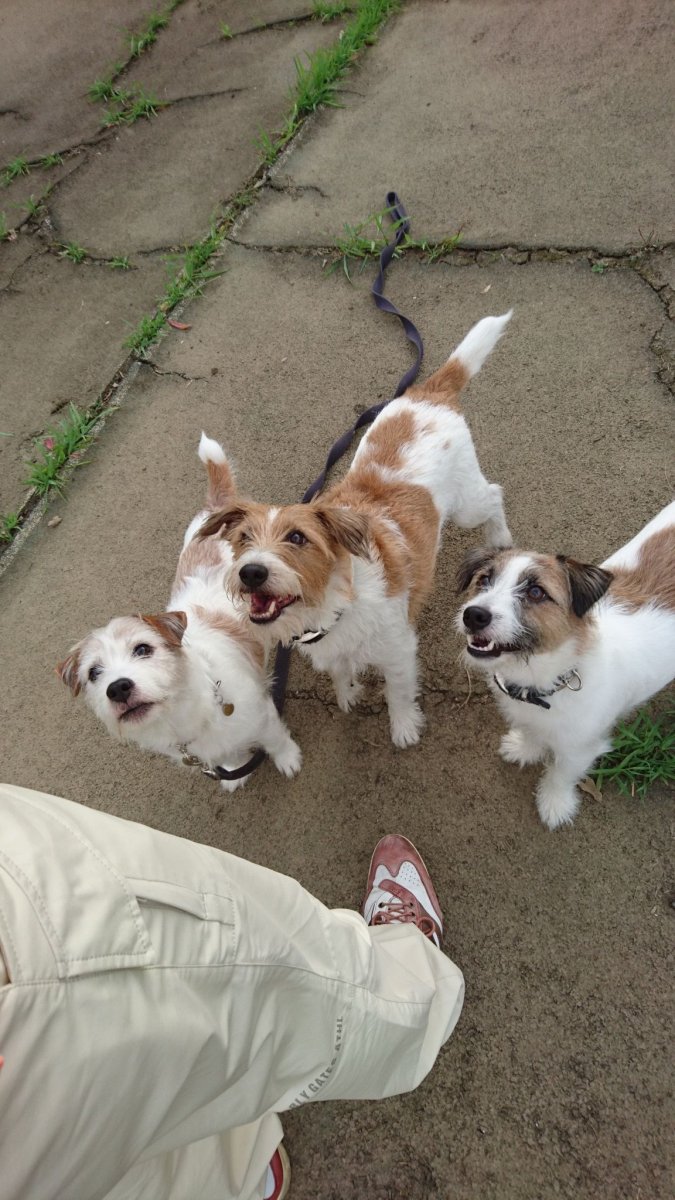 Бассет спаниель