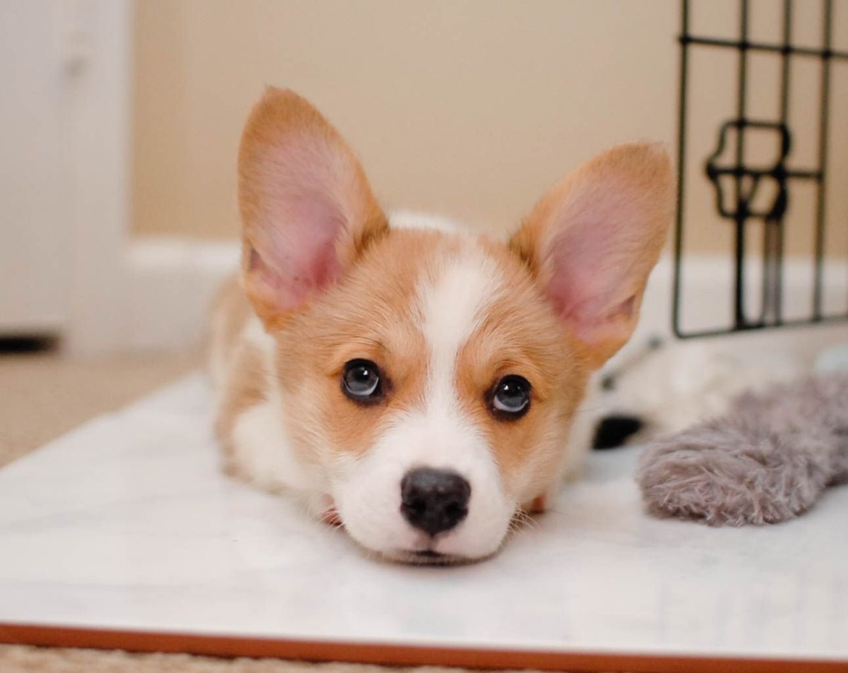 Корги Флафика