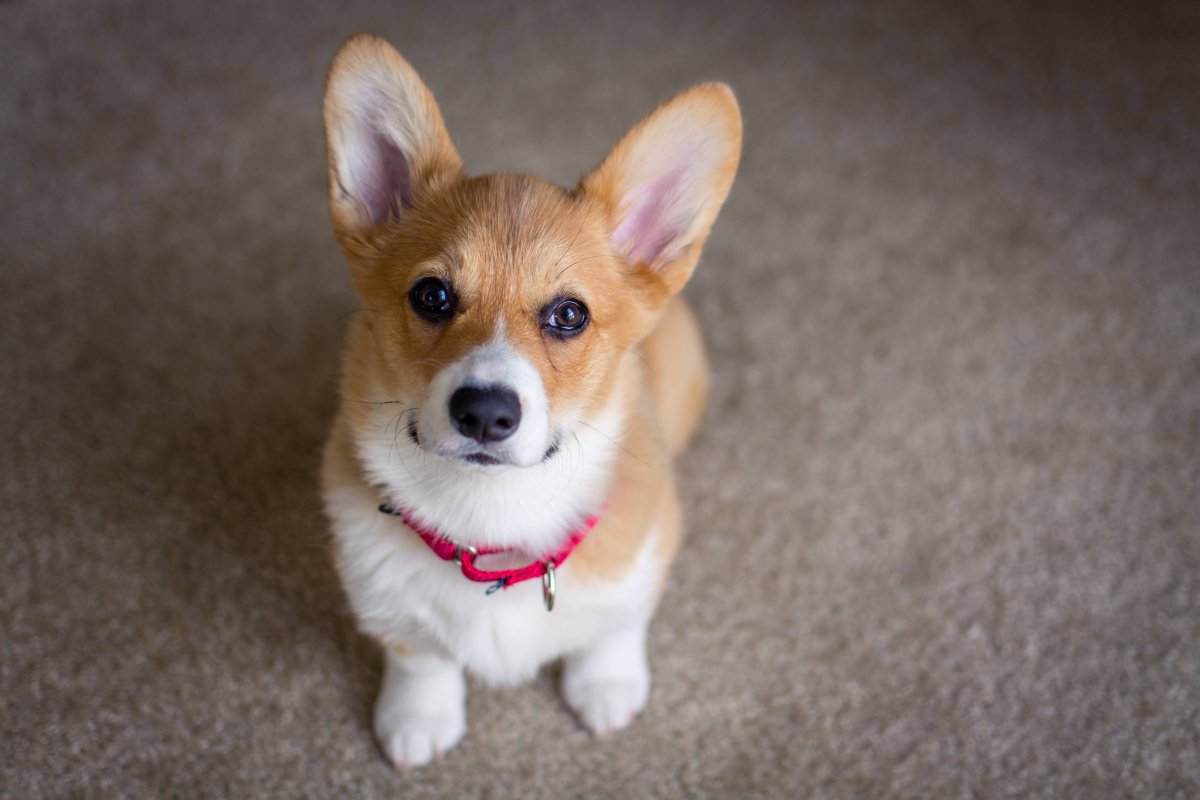 Ушастый зверек