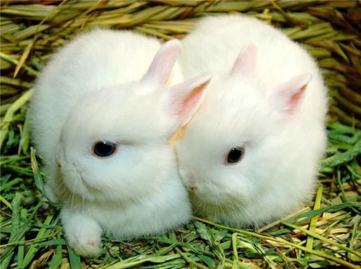 Милый кролик