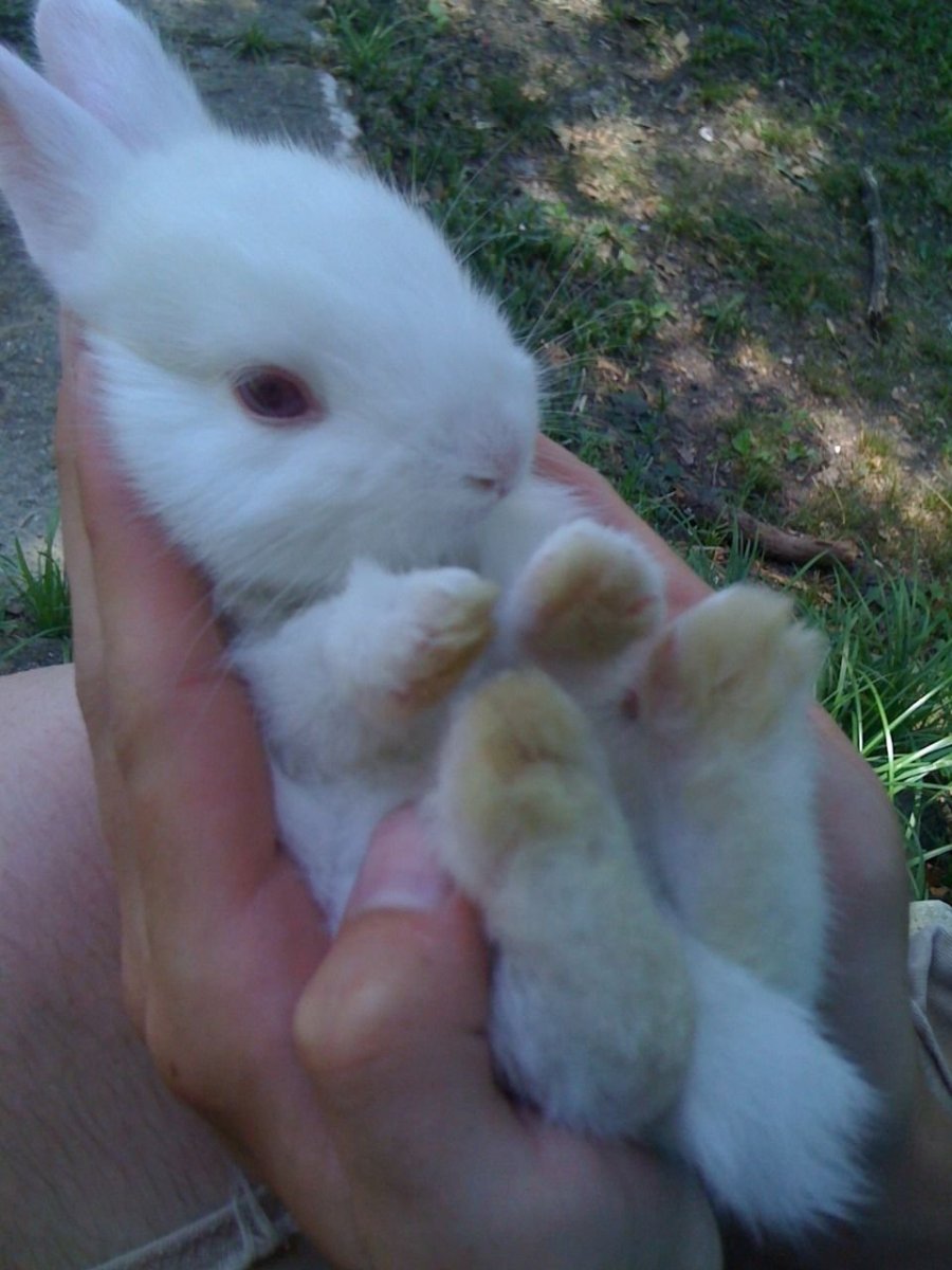 Кролик Эстетика