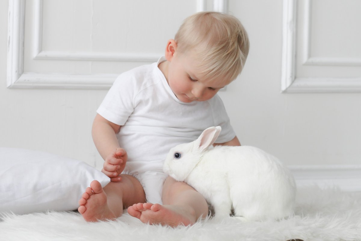 Кролик сохры