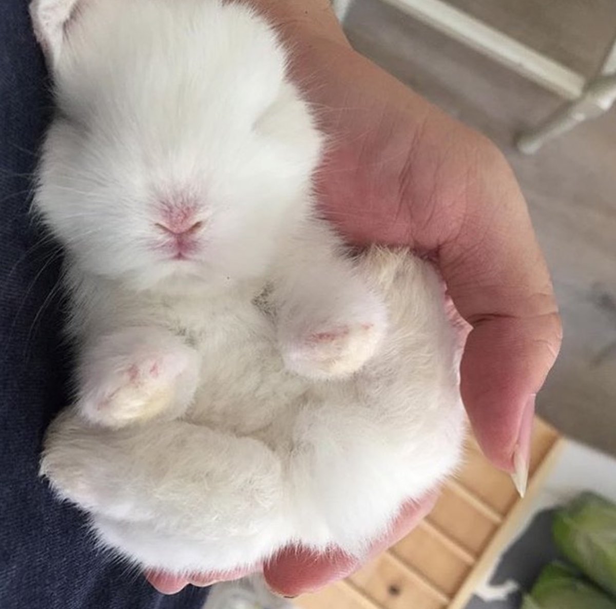 Маленькие крольчата