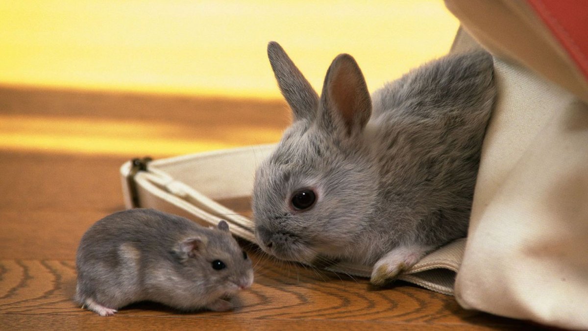 Кролики малыши