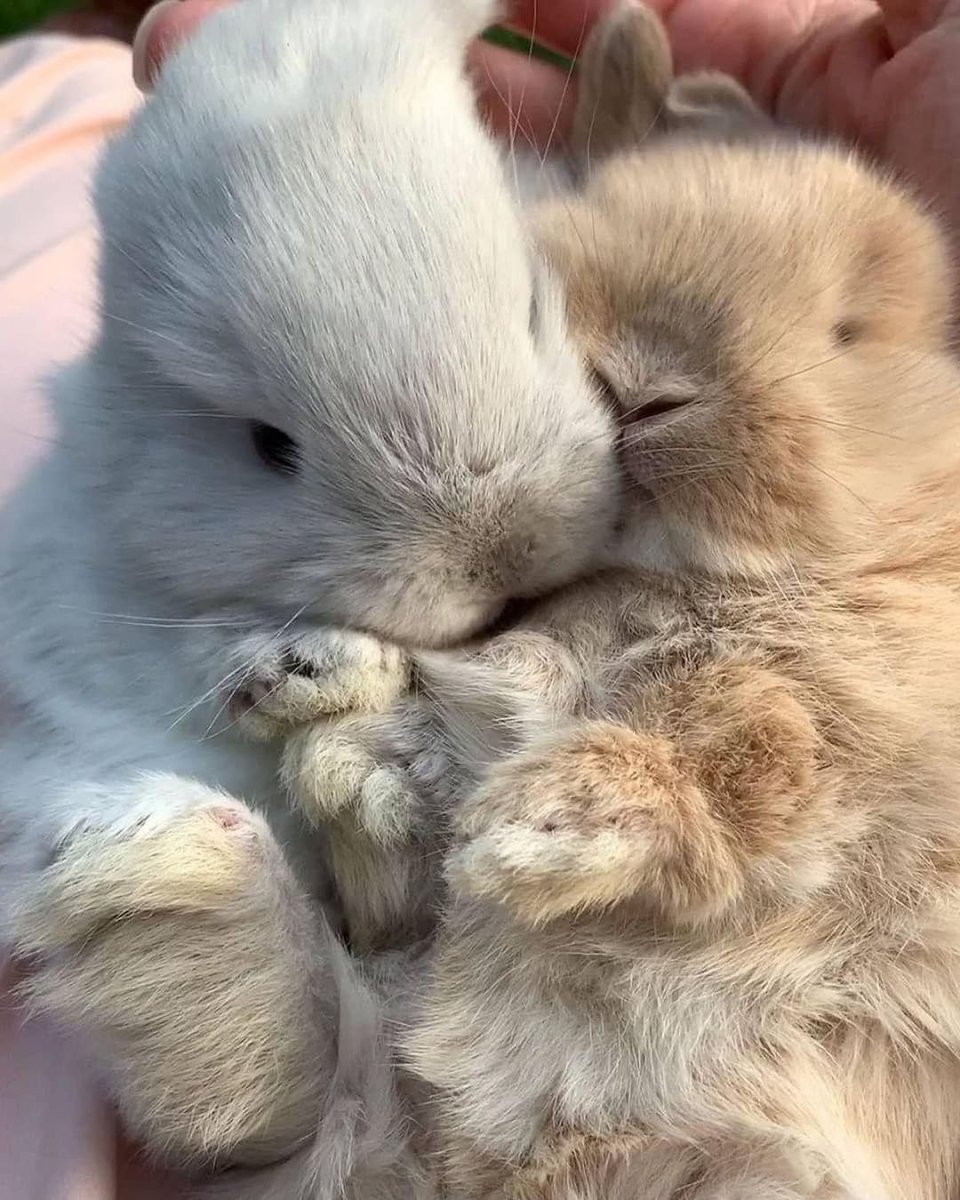 Милые зайки