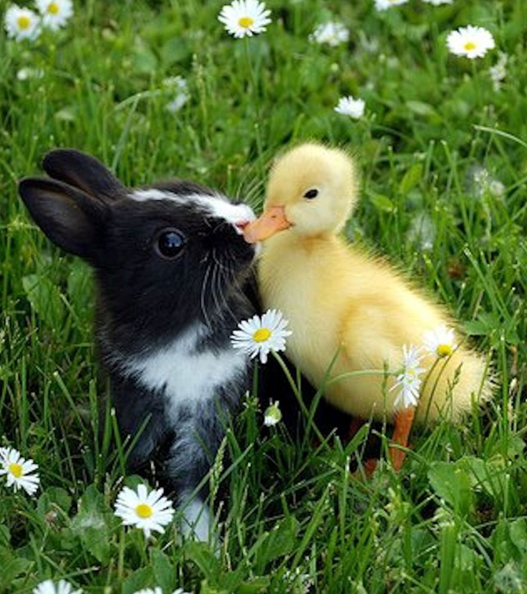 Кролик для детей