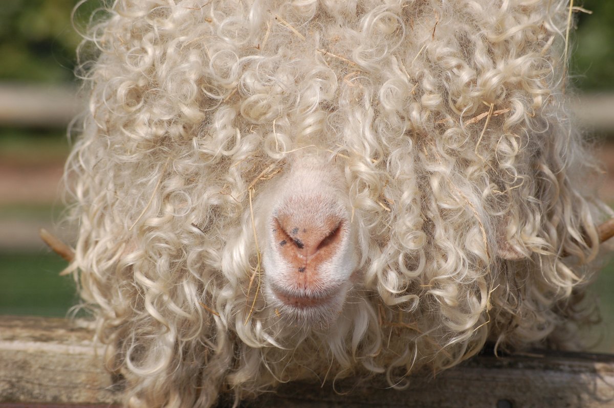 Овечка кучеряшка