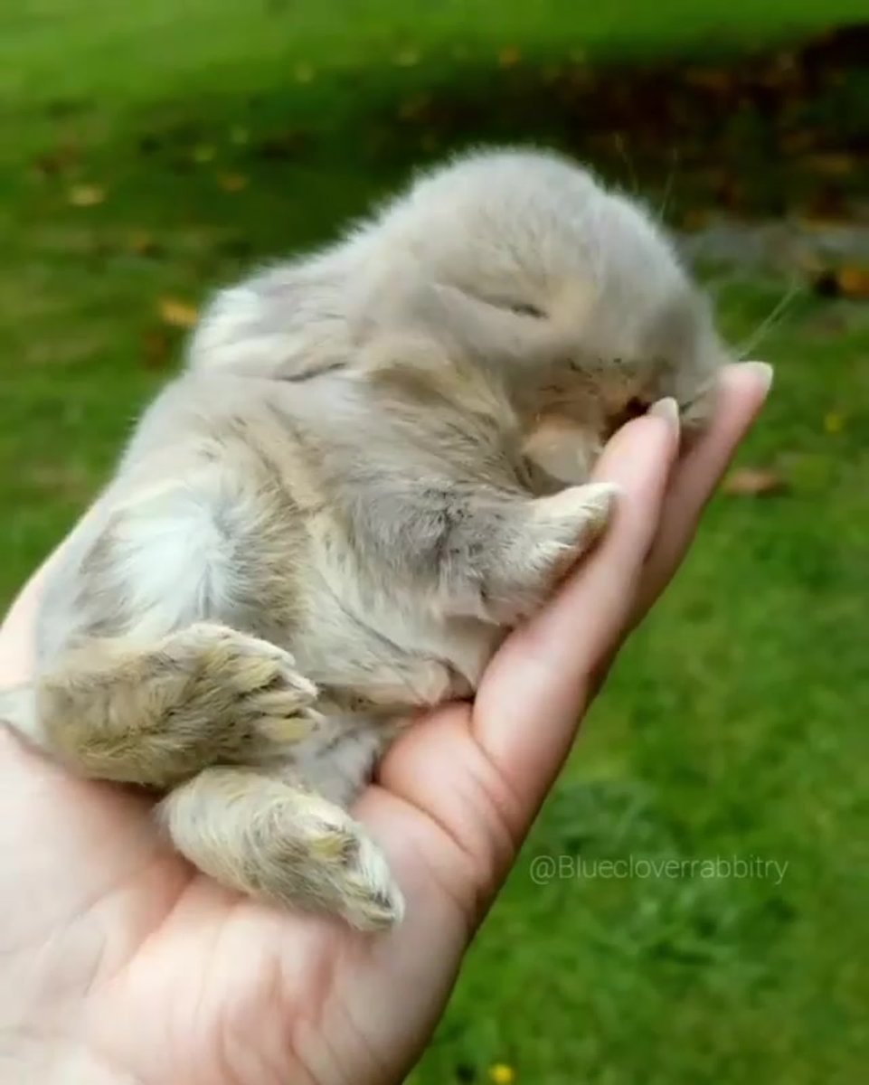 Розовый Зайка