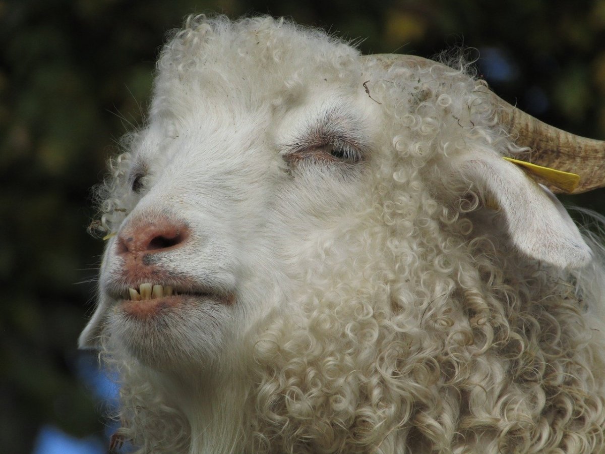 Кучерявая коза