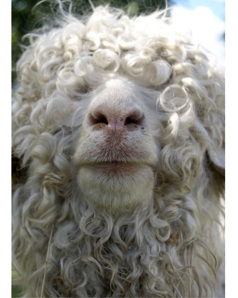 Овца Керли животное