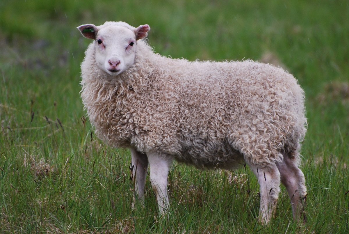 Тосканская овца