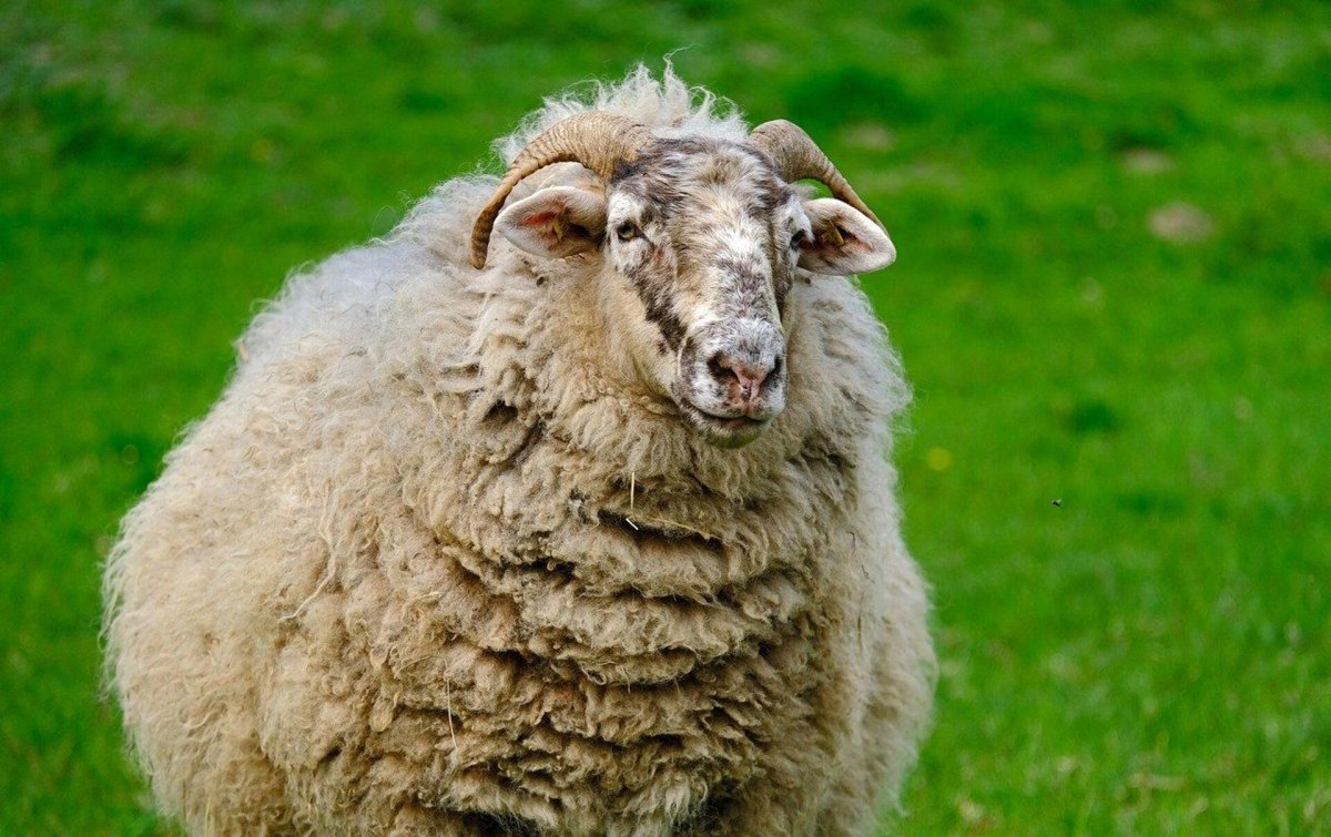 Кучерявый баран