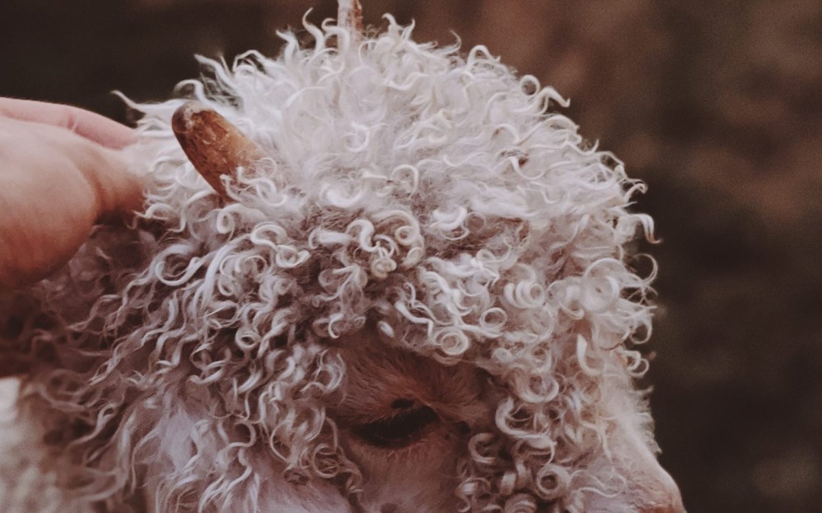 Овца рыжая кучерявая