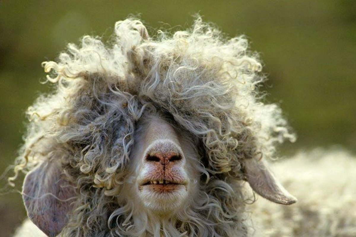 Кудрявая Овечка