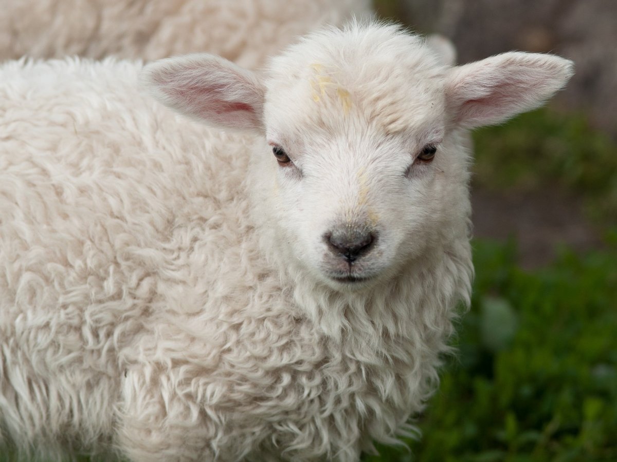 Кудрявый ягненок
