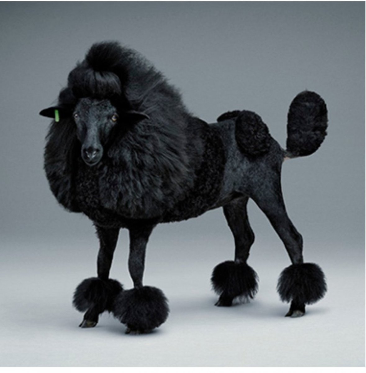 Пудель стрижка Овечка