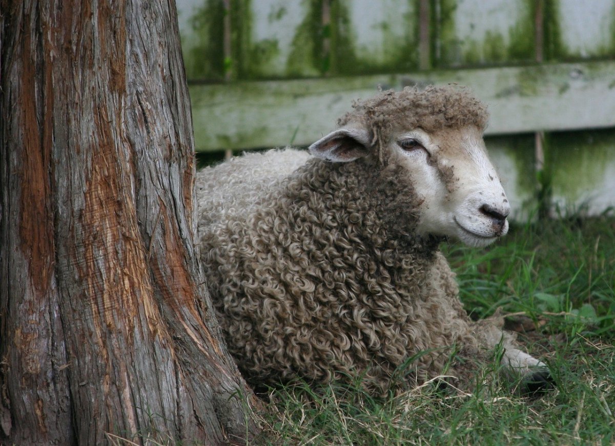 Серый баран