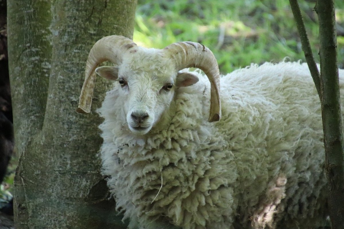 Бараны меринос рогатый