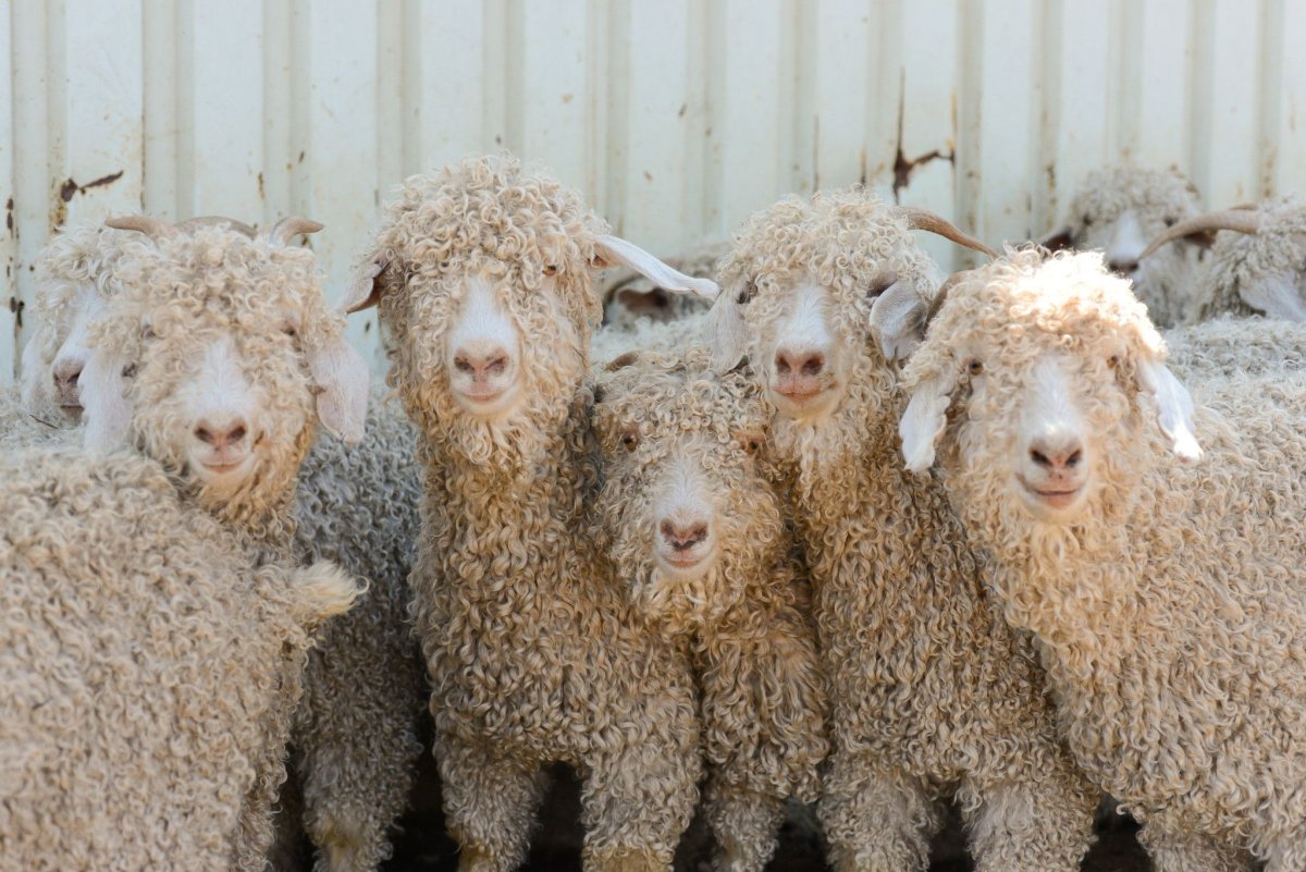 Кашемировая овца