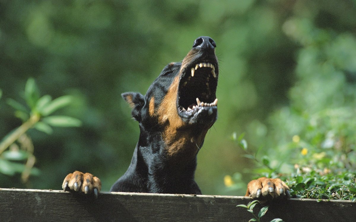 Доберман в бешенстве